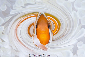 Living in the Spiral World/Tomato Anemonefish/Ishigaki, O... by Yuping Chen 